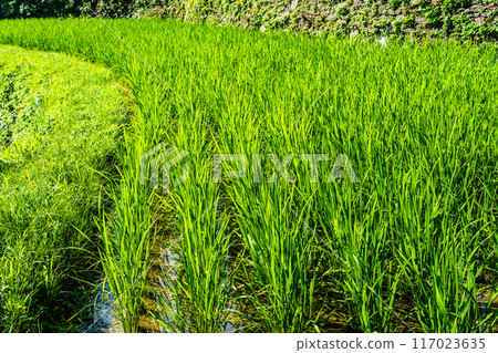 Fresh green onaka rice terraces [Nagasaki City] 117023635