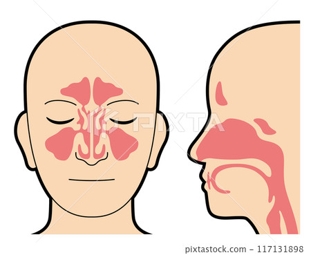 Nasal cavity and paranasal sinuses diagram 117131898