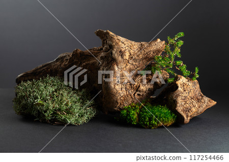 Abstract north nature scene with a composition of lichen, moss, and old snags. 117254466