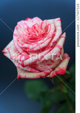 Delicate white-pink rose on a black background 117307328