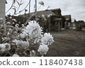 White flowers on the background of an old wooden house. Black and white image with sepia effect 118407438