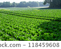 A highland cabbage field illuminated by the morning sun 118459608