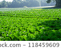 A highland cabbage field illuminated by the morning sun 118459609