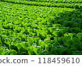 A highland cabbage field illuminated by the morning sun 118459610