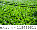 A highland cabbage field illuminated by the morning sun 118459611