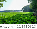 A highland cabbage field illuminated by the morning sun 118459613