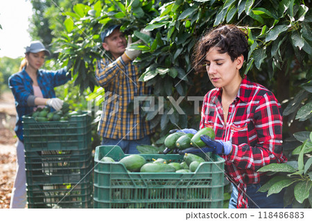 Positive farmers picking avocados in fruit farm 118486883