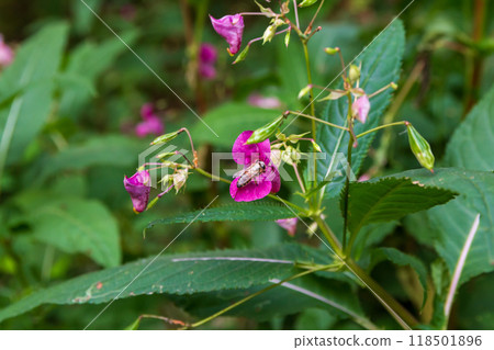 The beauty of autumn flowers in the sunlight  118501896