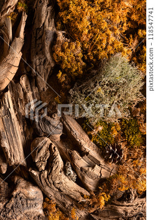 Abstract north nature scene with a composition of lichen, moss, and old snags. 118547741