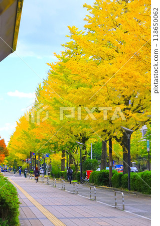 Refreshing blue sky and rows of ginkgo trees with yellow leaves 118650062