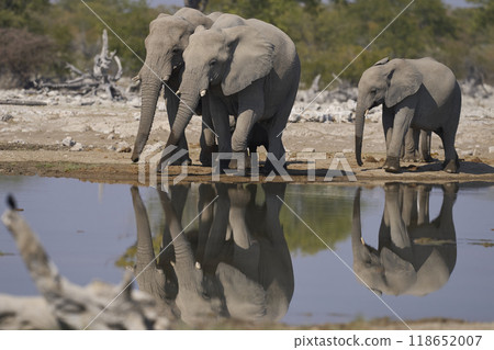 African elephant at a waterhole 118652007