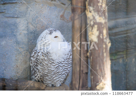 A female snowy owl staring with one eye 118663477