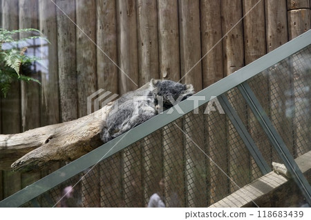 Manul cat of Kobe animal kingdom 118683439