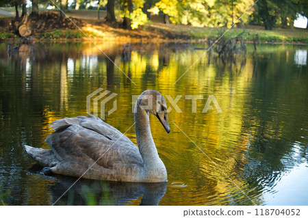 Serene swan gracefully swimming on a peaceful pond with a reflection of autumn foliage 118704052