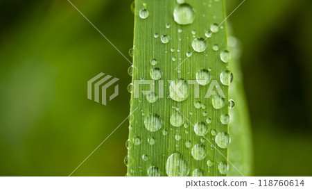 drops of morning dew on the grass macro photo 118760614