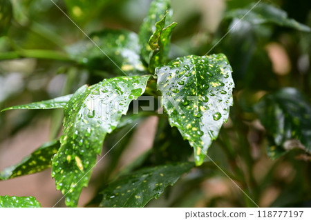 Filia oak: With water droplets (photographed in the rain/emphasis on texture) 118777197