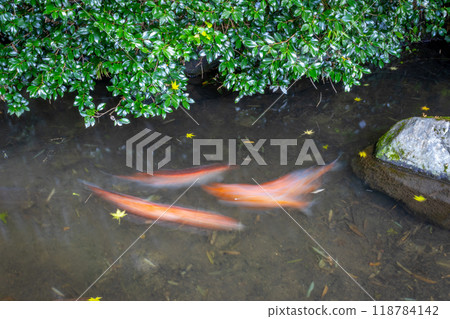 Long-exposure image of koi carp at the Kinkengu Fudou-daki waterfall and pond, Tsurugi, Japan 118784142