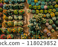 Man standing in garden surrounded by cacti and succulents. AI 118029852