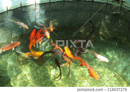 Colorful red and white Japanese carp close-up in homemade fish pond. Reflection and sunlight. View from above. Background for text.  118037279