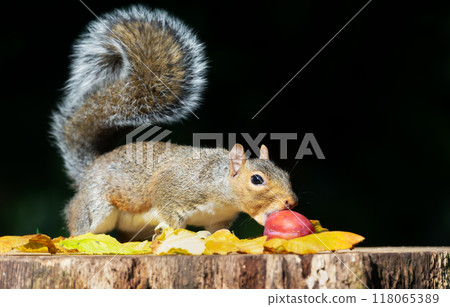 Portrait of a grey squirrel eating red plum on a tree stump in autumn 118065389