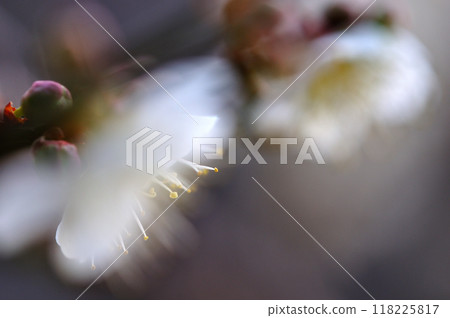 White plum blossoms close-up 118225817