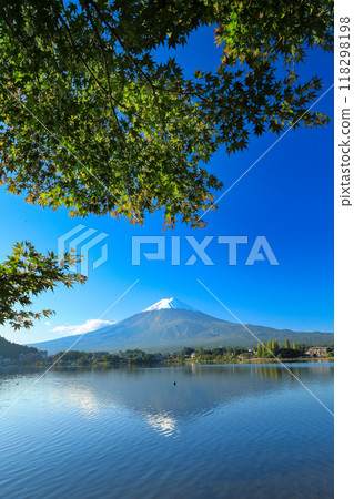 Beautiful autumn maple leaves and fresh snow on Mount Fuji, Kawaguchiko Town, Yamanashi Prefecture 118298198