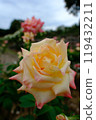 Autumn roses in the rose garden at their best 119432211