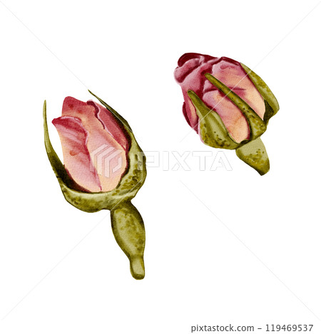 Dry rose buds. Use for desserts or tea. Two roses. Delicate pink color. Nice decoration. Watercolor illustration. No background.  119469537