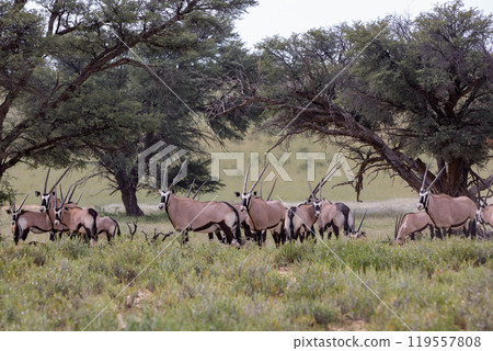 Gemsbok, (Oryx gazella) in Kalahari, South Africa 119557808