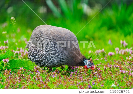 A Gray Guineafowl with White Spots Foraging in a Lush Green Field Under Bright Sunny Skies. 119626761