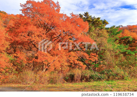 Autumn skies and vibrant autumn leaves in Narukogo 119638734