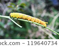 Caterpillar sparrow larva 119640734