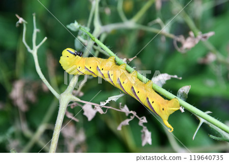 Caterpillar sparrow larva 119640735