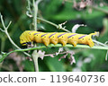 Caterpillar sparrow larva 119640736