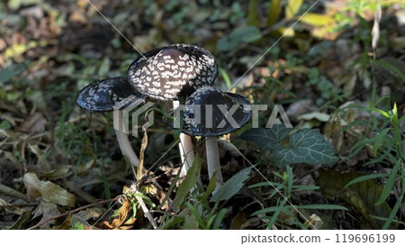 A diverse and vibrant group of mushrooms is currently growing in the lush green grass of a natural landscape nearby the soil 119696199