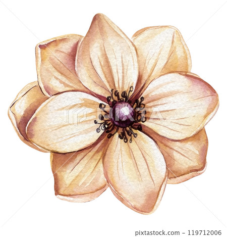 Soft beige flower on isolated white background. Vintage romantic flower. Elegant watercolor floral illustration. 119712006