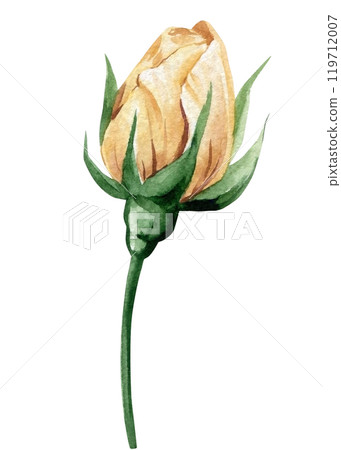 Elegant watercolor rose bud illustration with soft beige. Bud flower on isolated white background. Vintage flora 119712007