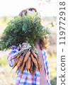 a harvesting carrots 119772918