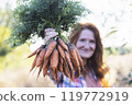 a harvesting carrots 119772919