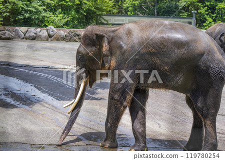 靜岡縣裾野市夏季野生動物園 119780254