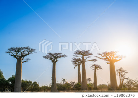 Golden Hour in Madagascar: Majestic Baobabs Against a Blue Sky. 119802376