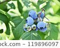 Blueberries before harvest 119896097