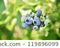 Blueberries before harvest 119896099