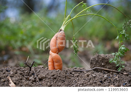 Unique twisted carrot in natural garden setting 119953603