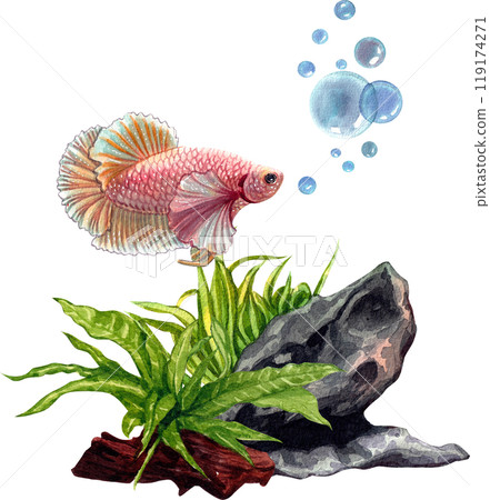 The Thai betta fish, with its striking colors, swims elegantly amidst the underwater greenery.watercolor painting 119174271