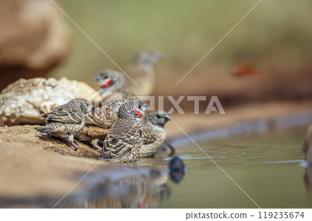 Cut throat finch in Kruger National park, South Africa 119235674