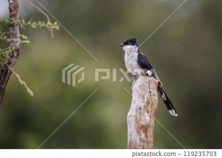 Pied Cuckoo in Kruger National park, South Africa 119235703