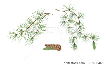 European Larch branch with foliage and green, brown cones watercolor illustration. Christmas pine tree twig with needles. For winter postcard design, Xmas and New Year cards, greetings 119275870