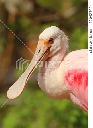 Beutiful roseate spoonbill in Florida 120425024