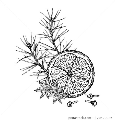 Detailed hand drawn vector illustration of a festive composition featuring a dried orange slice, pine branch, star anise, and cloves. Perfect for Christmas designs, packaging, and decorations. 120429026